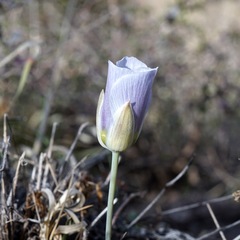 Calochortus ambiguus