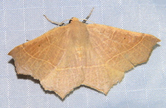 Tetracis cervinaria