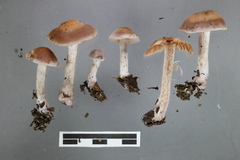 Cortinarius saturniorum