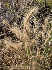 Hordeum marinum