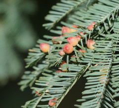 Austroacacidiplosis botrycephalae