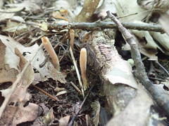 Clavariadelphus americanus