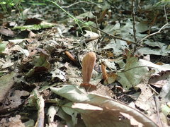 Clavariadelphus americanus