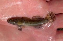 Etheostoma nigripinne