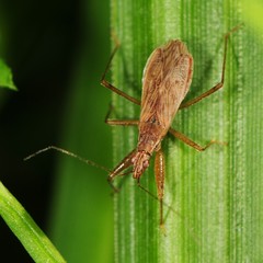Nabis rufusculus