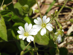 Cerastium velutinum