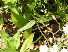 Cerastium velutinum