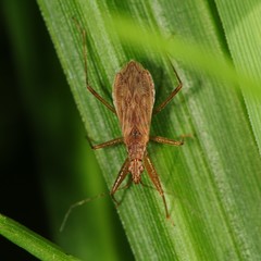 Nabis rufusculus