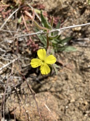Camissoniopsis confusa