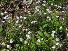 Cerastium velutinum