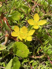 Ludwigia arcuata