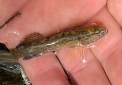 Etheostoma nigripinne
