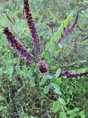 Amorpha herbacea