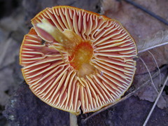 Coccineae