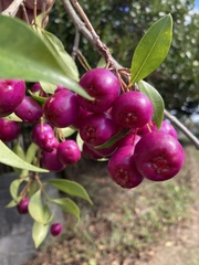 Syzygium