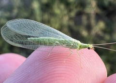 Chrysoperla plorabunda