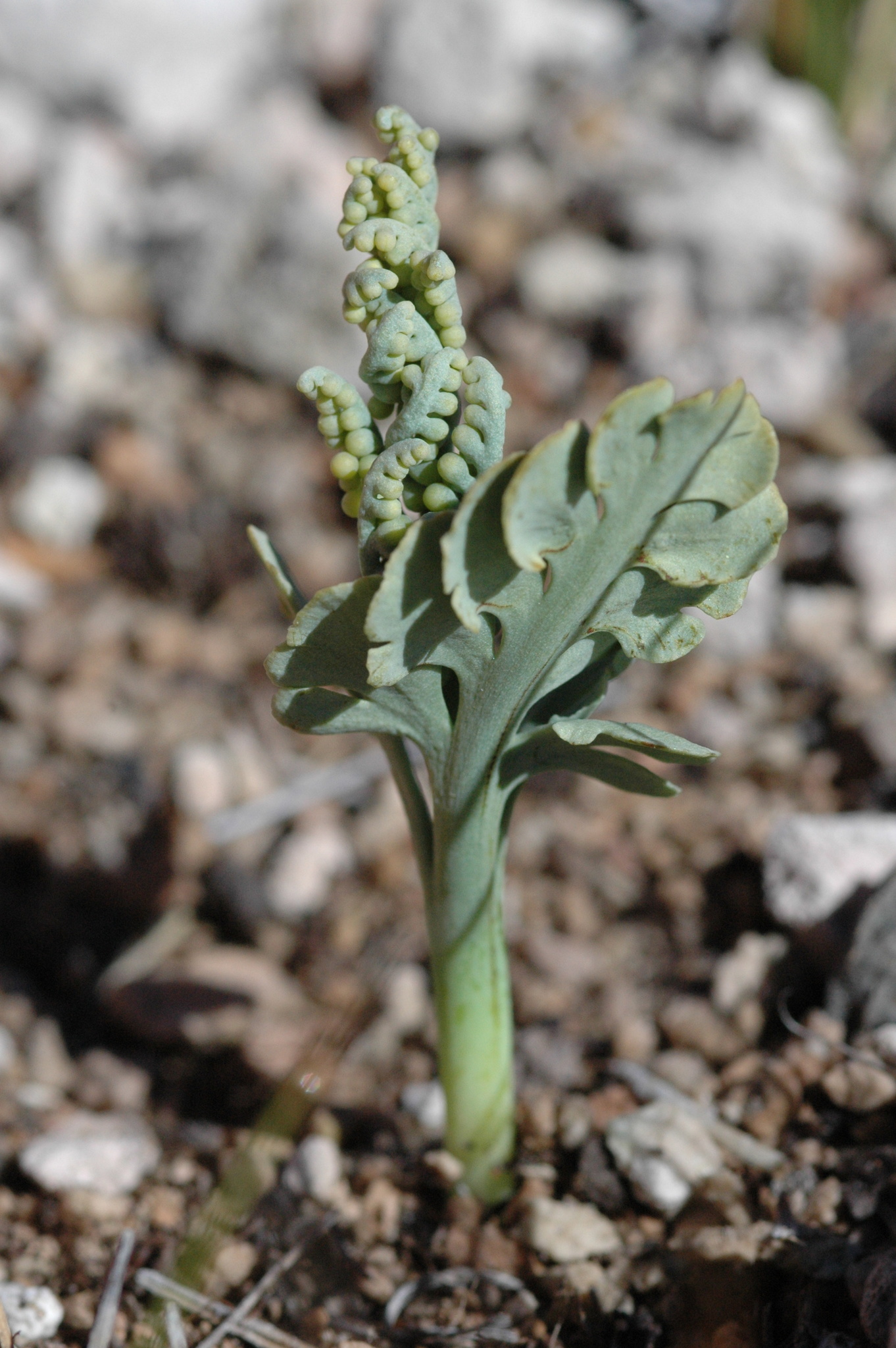 Botrychium pumicola