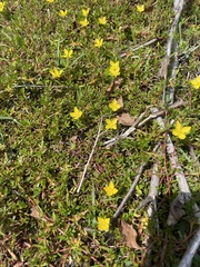 Ludwigia arcuata