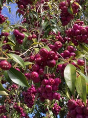 Syzygium
