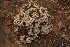 Eriogonum fastigiatum