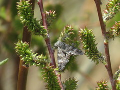 Litocala sexsignata