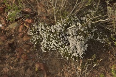 Eriogonum fastigiatum