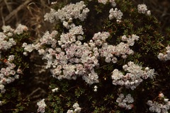Eriogonum fastigiatum
