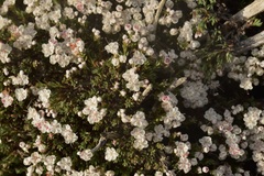 Eriogonum fastigiatum