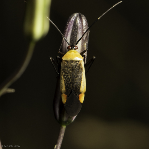 Rapid Plant Bug photo 3