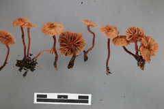 Laccaria glabripes