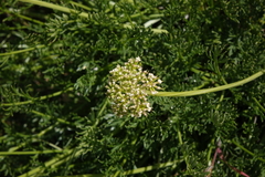 Ligusticum filicinum