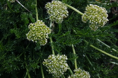 Ligusticum filicinum