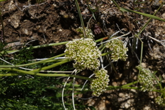 Ligusticum filicinum