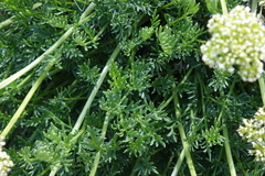 Ligusticum filicinum