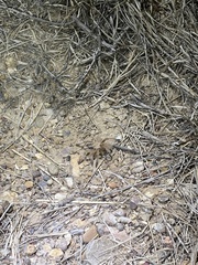 Aphonopelma moderatum