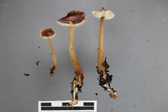 Rhodocollybia incarnata