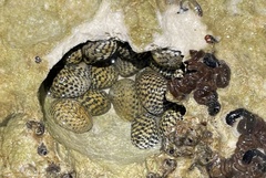 Nerita peloronta