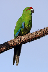 Cyanoramphus cookii