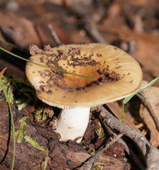 Russula neerimea