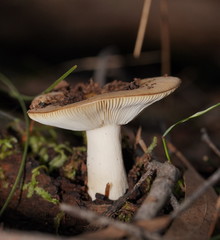 Russula neerimea