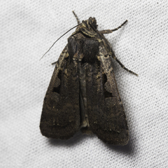 Parabagrotis