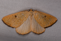 Hesperumia fumosaria