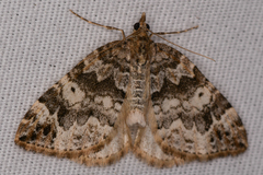 Dysstroma mancipata