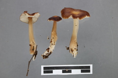 Rhodocollybia incarnata