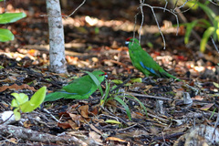 Cyanoramphus cookii