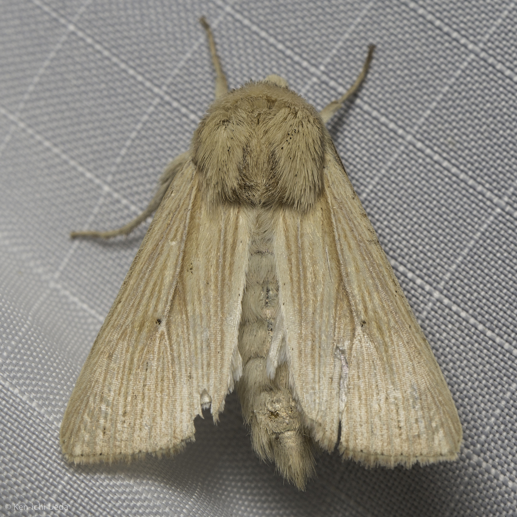 Meadow Wainscot Moth