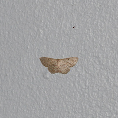 Scopula apparitaria