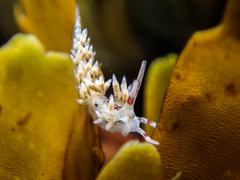 Cuthona hamanni