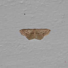 Scopula subquadrata