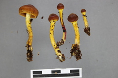 Cortinarius icterinoides